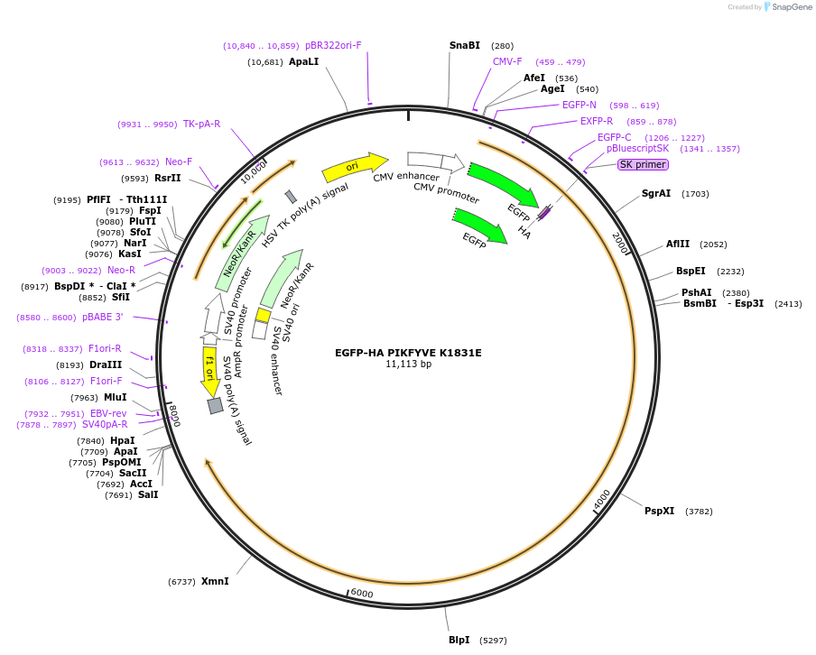 245055-plasmid-map-sequence-id-488342