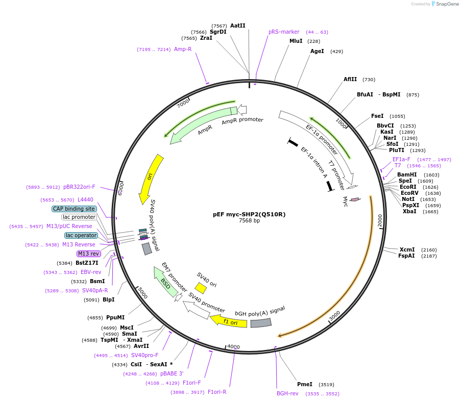 245237-plasmid-map-sequence-id-488344