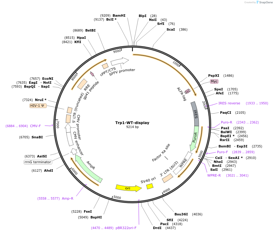 242867-plasmid-map-sequence-id-488348