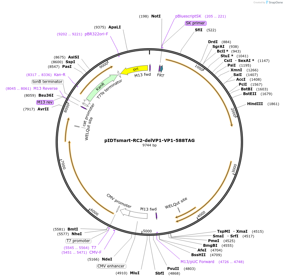 240122-plasmid-map-sequence-id-488350