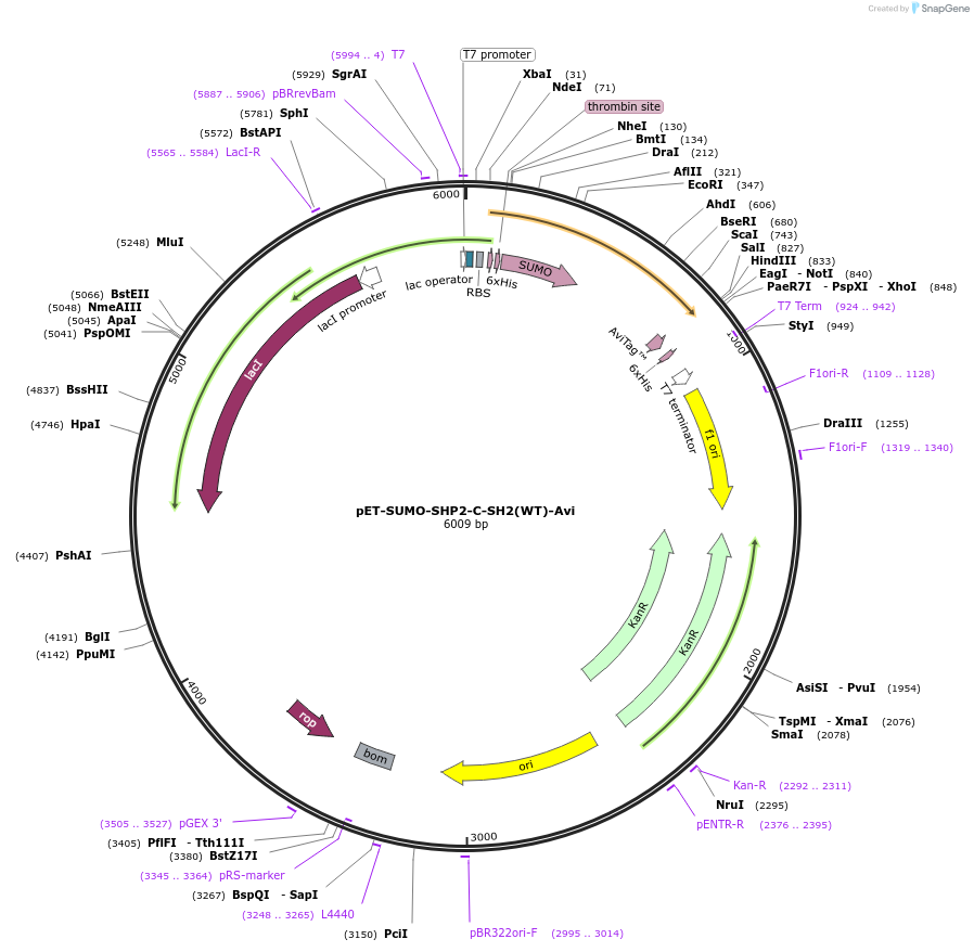 245188-plasmid-map-sequence-id-488352