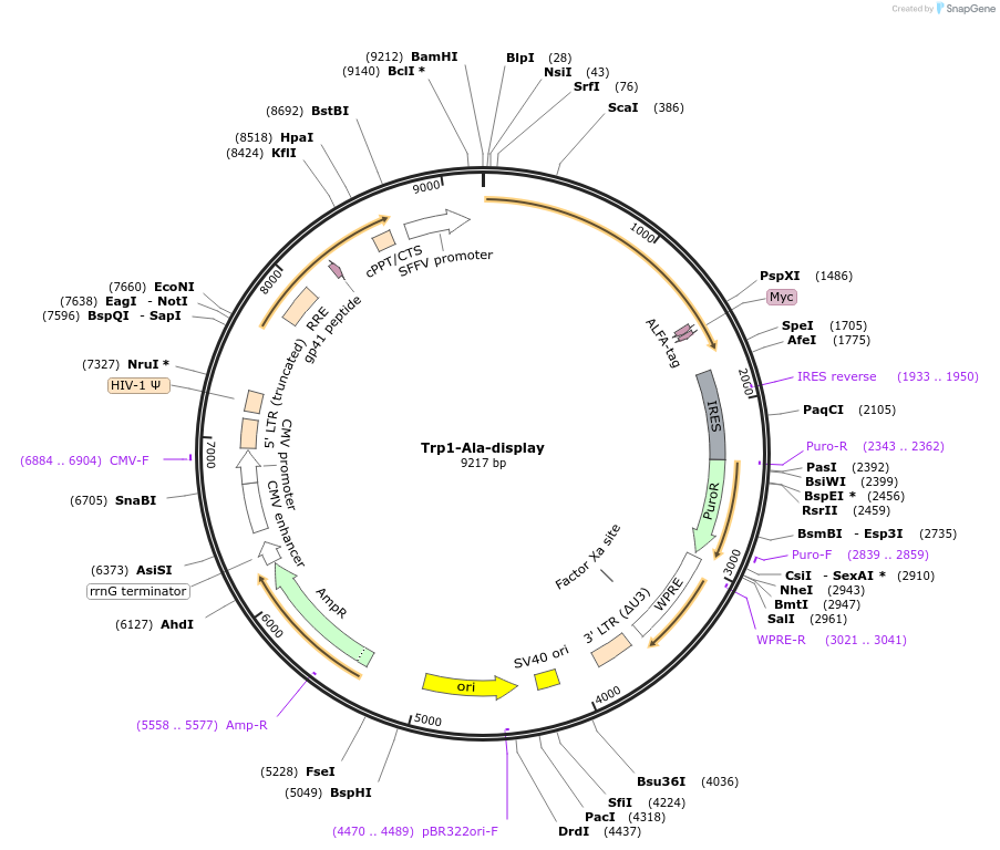 242868-plasmid-map-sequence-id-488354