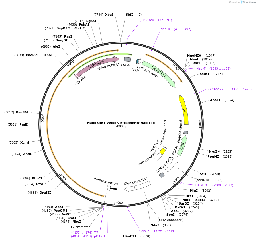 237144-plasmid-map-sequence-id-488397
