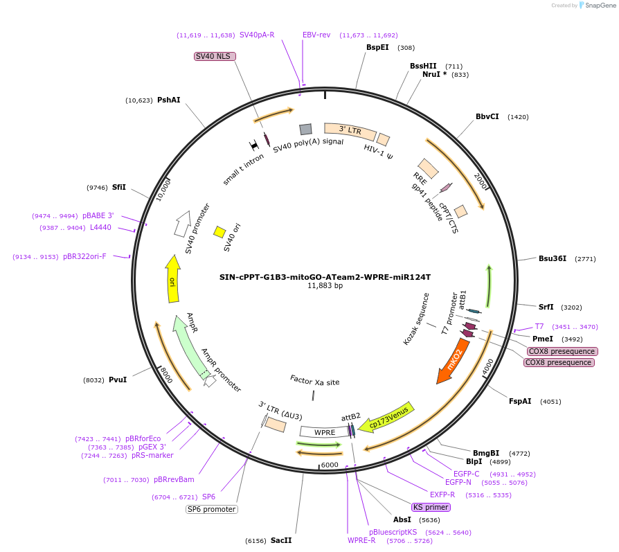 245075-plasmid-map-sequence-id-488409