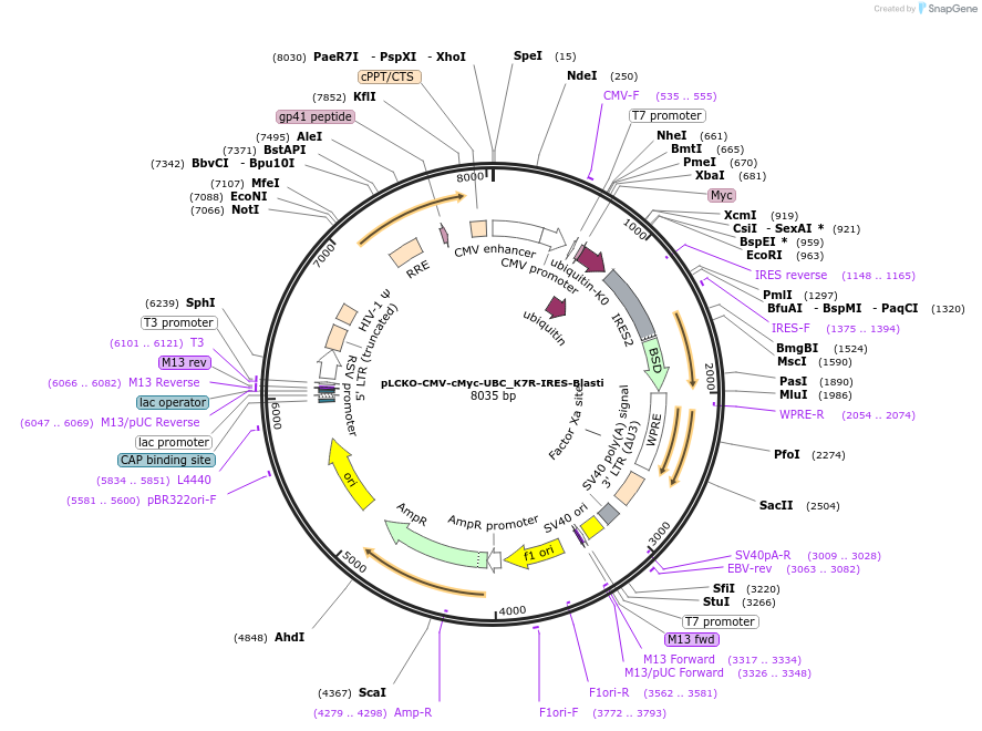 242463-plasmid-map-sequence-id-488455