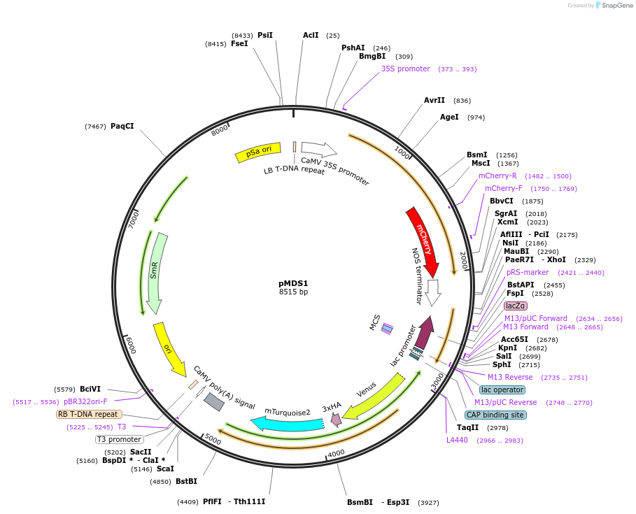 239460-plasmid-map-sequence-id-488473