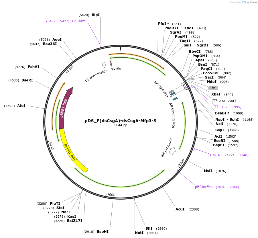 241785-plasmid-map-sequence-id-488487