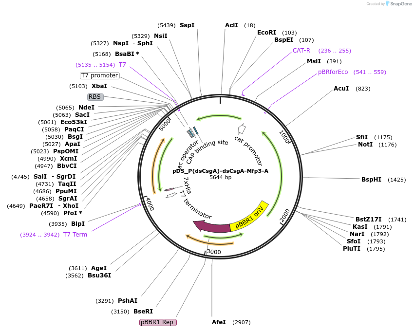 241784-plasmid-map-sequence-id-488492