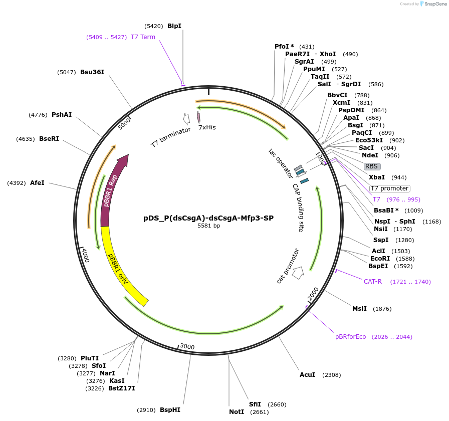 241786-plasmid-map-sequence-id-488502