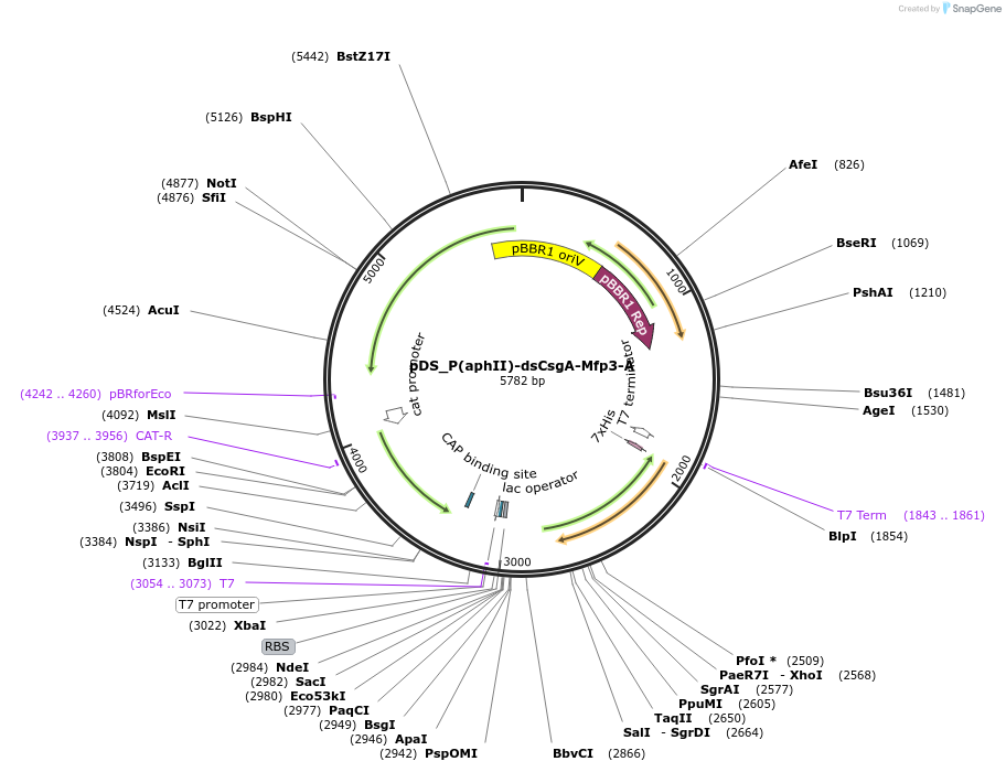 241781-plasmid-map-sequence-id-488508