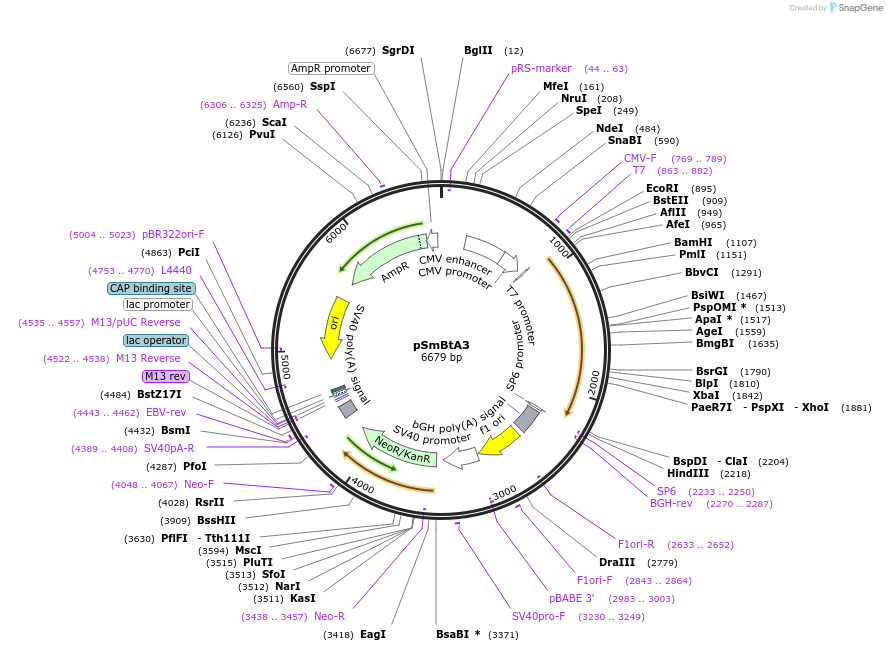 245782-plasmid-map-sequence-id-488526