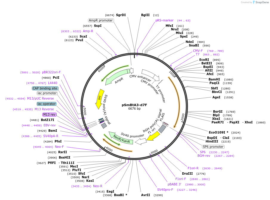 245784-plasmid-map-sequence-id-488534