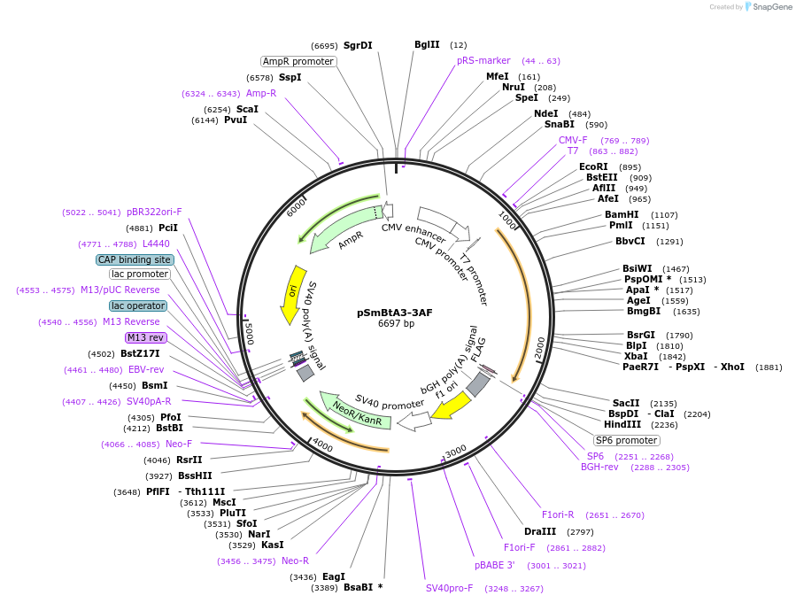 245785-plasmid-map-sequence-id-488537