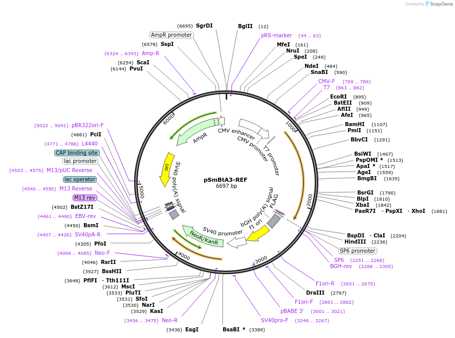 245786-plasmid-map-sequence-id-488539