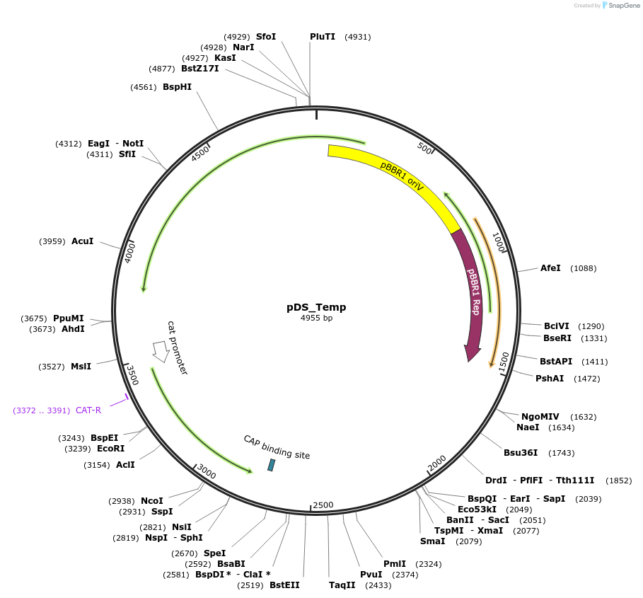 241788-plasmid-map-sequence-id-488562