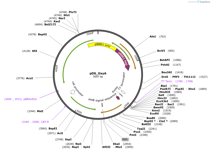 241779-plasmid-map-sequence-id-488565