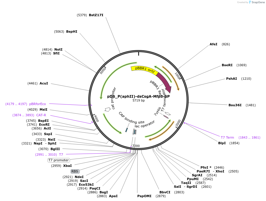 241783-plasmid-map-sequence-id-488566