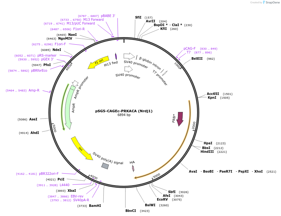 241421-plasmid-map-sequence-id-488594