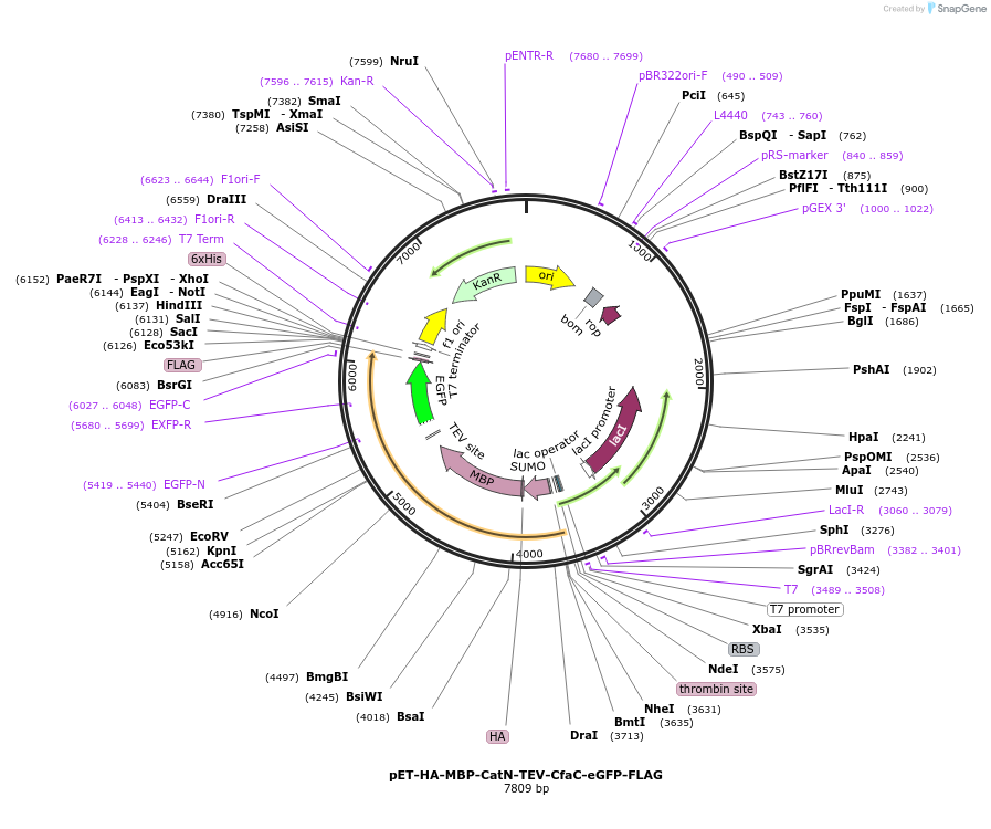 241423-plasmid-map-sequence-id-488596