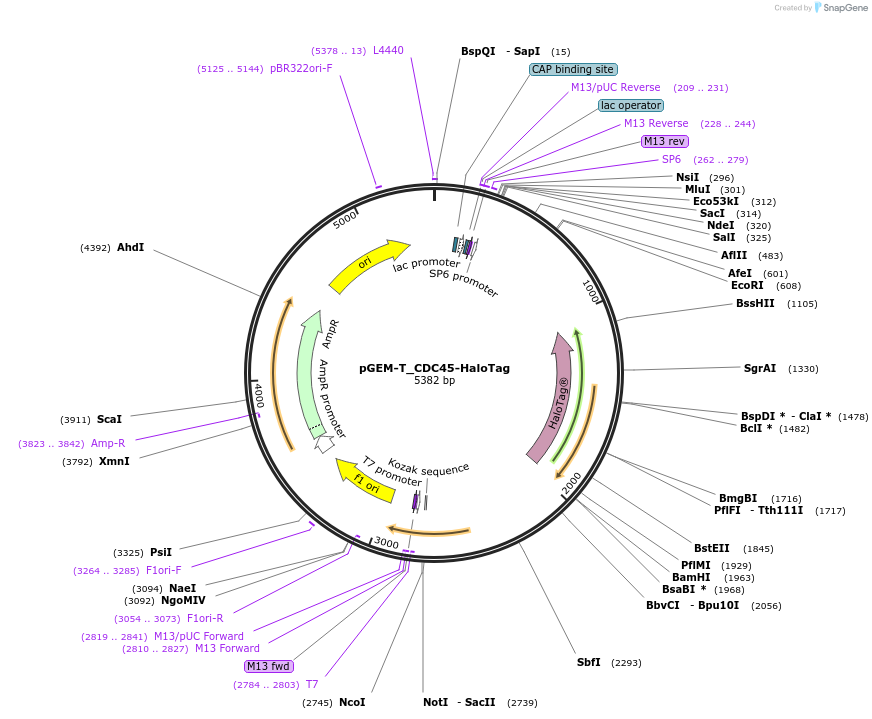 244244-plasmid-map-sequence-id-488600