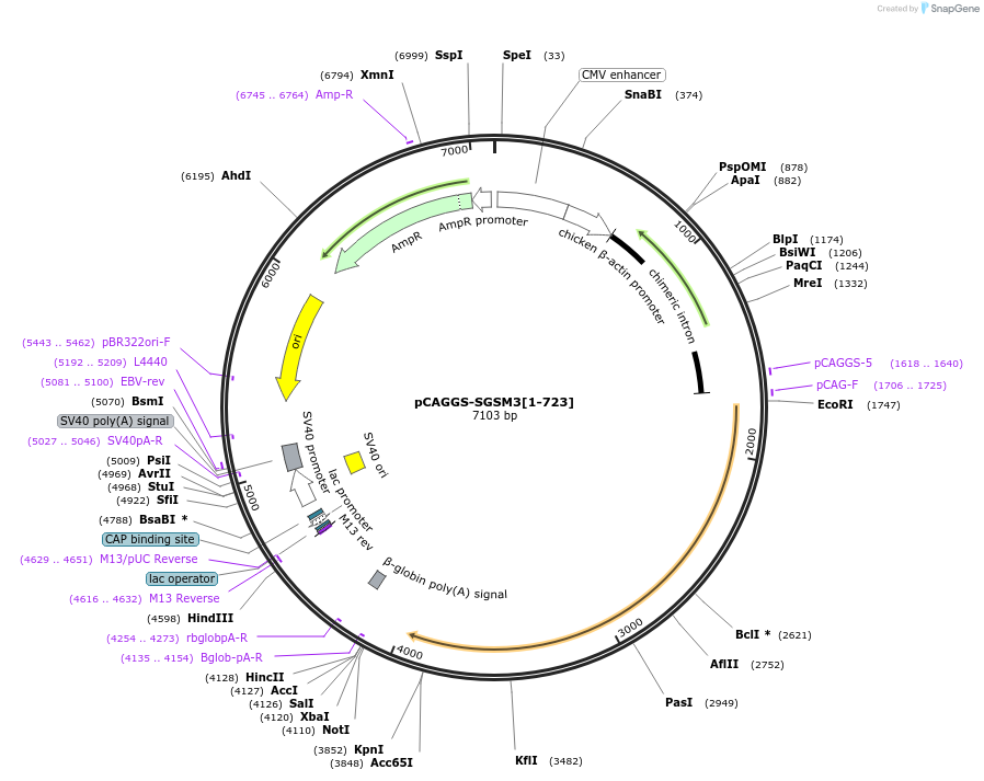 246258-plasmid-map-sequence-id-488601