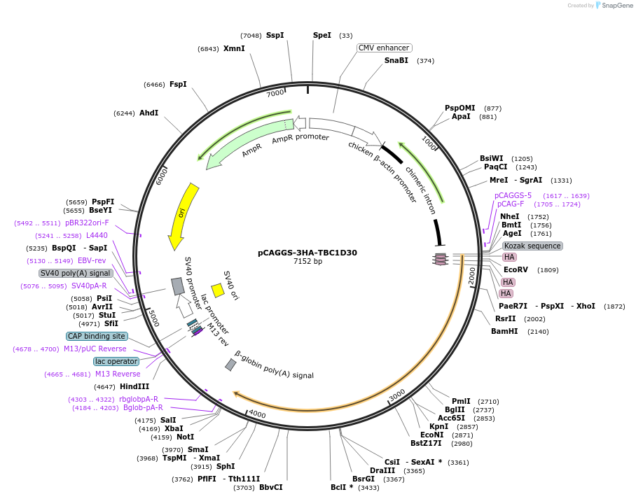246269-plasmid-map-sequence-id-488602
