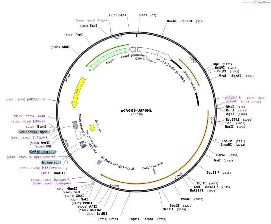 246257-plasmid-map-sequence-id-488603