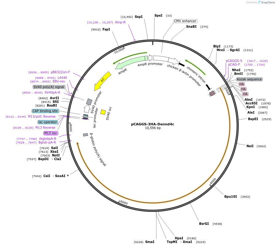246276-plasmid-map-sequence-id-488605