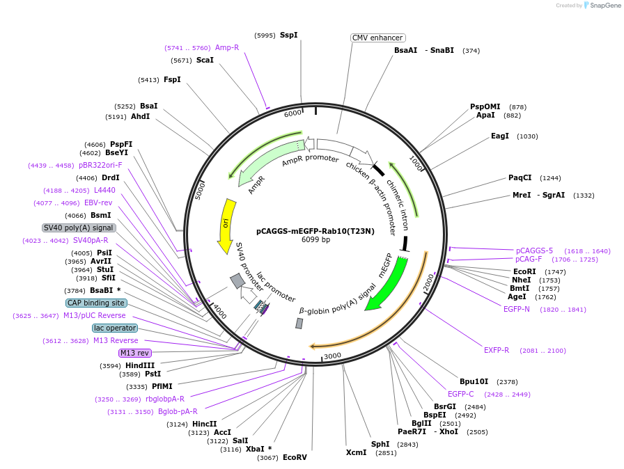 246275-plasmid-map-sequence-id-488606