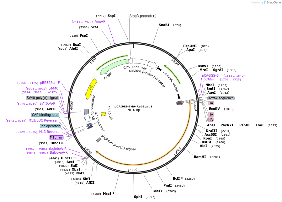 246278-plasmid-map-sequence-id-488608