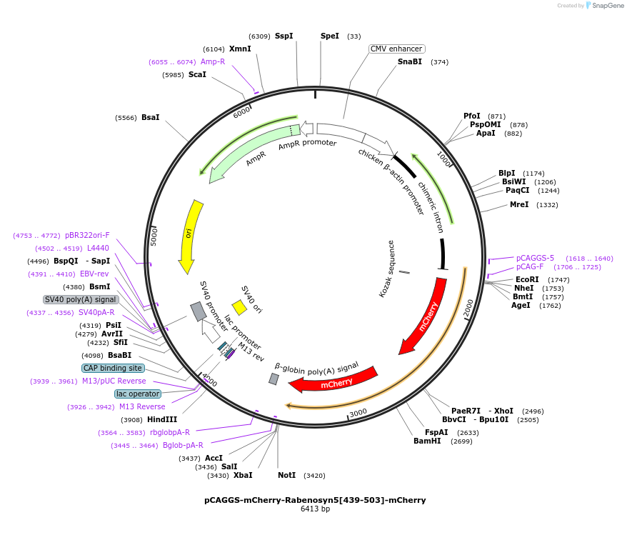 246251-plasmid-map-sequence-id-488611