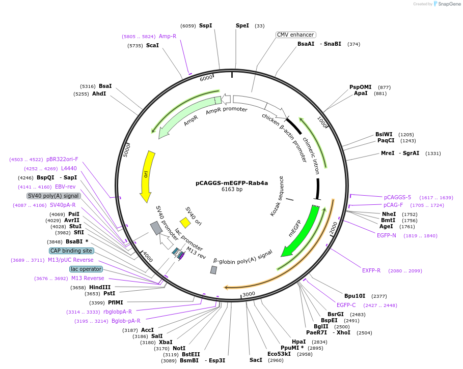 246250-plasmid-map-sequence-id-488613
