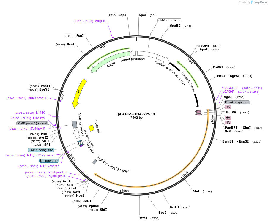 246261-plasmid-map-sequence-id-488614