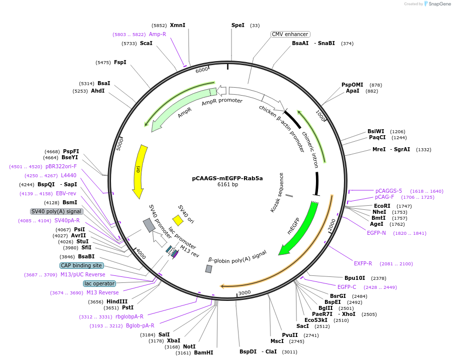 246259-plasmid-map-sequence-id-488615