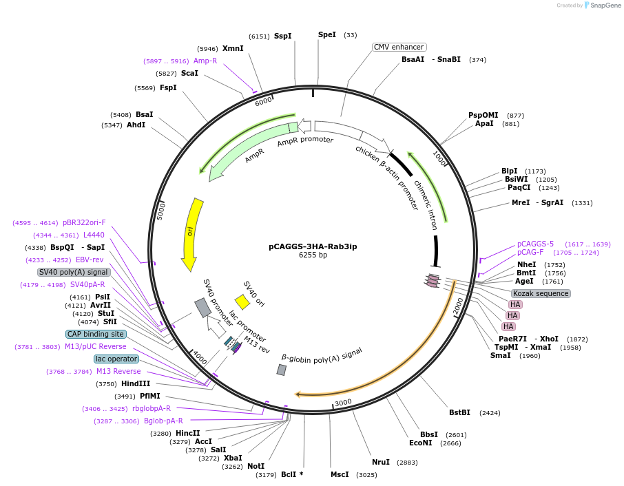 246268-plasmid-map-sequence-id-488616