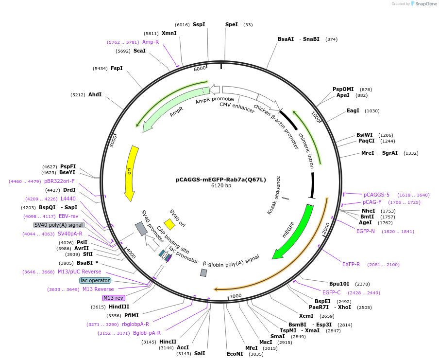 246265-plasmid-map-sequence-id-488619