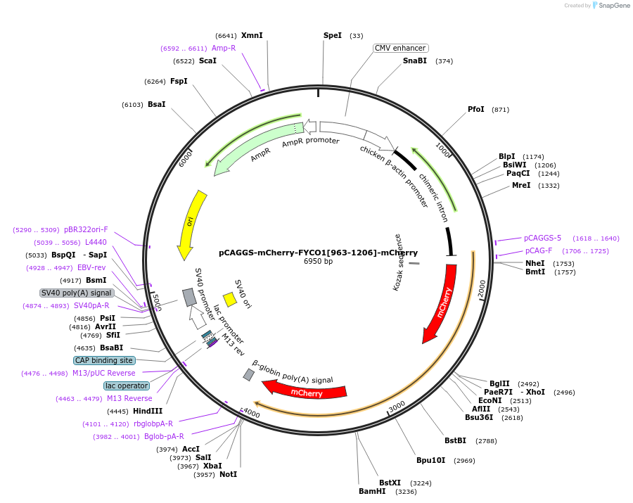 246264-plasmid-map-sequence-id-488624