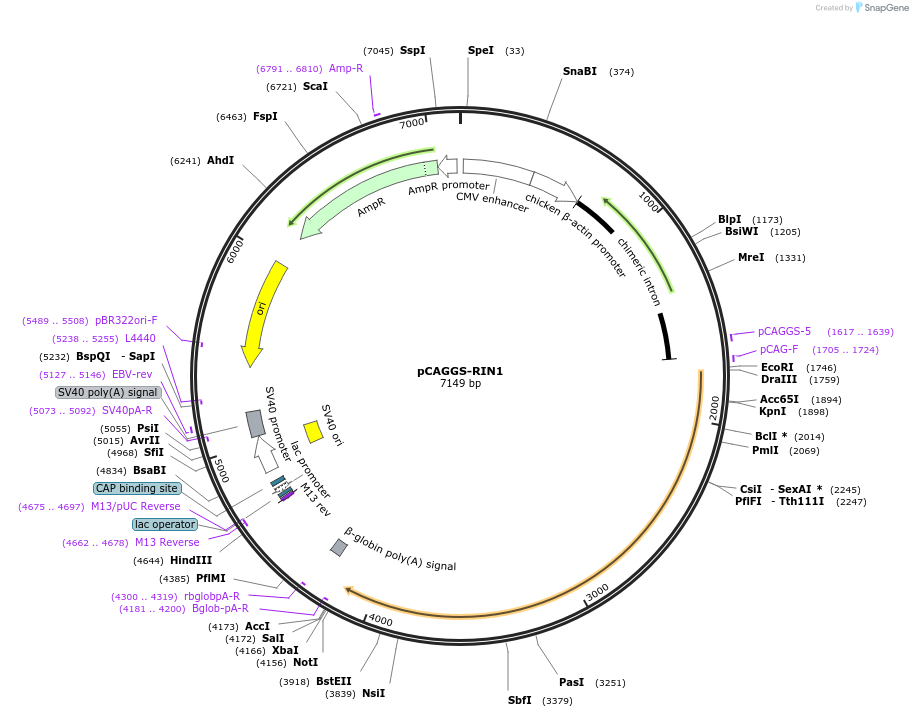 246256-plasmid-map-sequence-id-488625