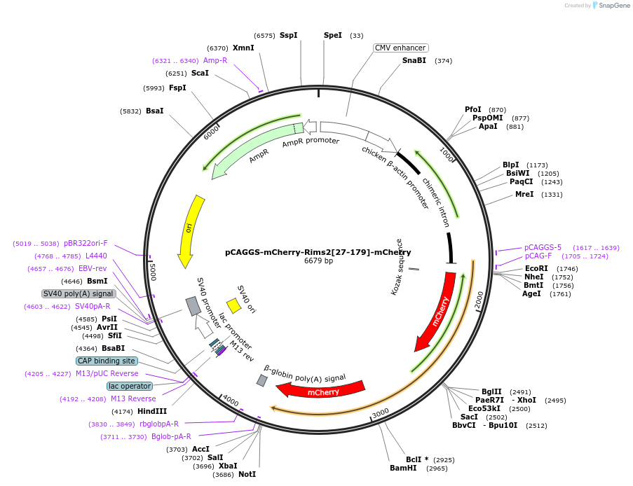 246271-plasmid-map-sequence-id-488627