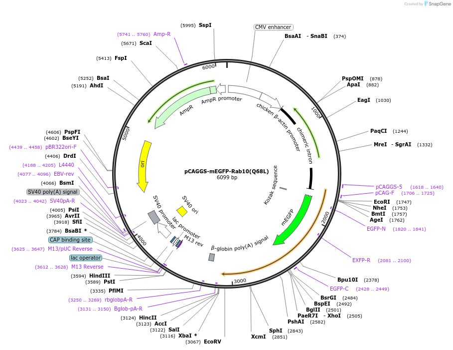 246273-plasmid-map-sequence-id-488630