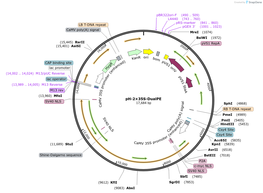 236416-plasmid-map-sequence-id-488643
