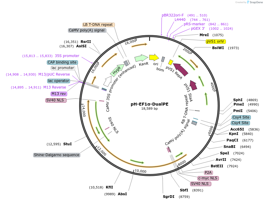 236417-plasmid-map-sequence-id-488644