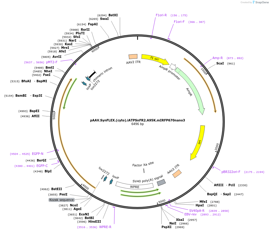 244916-plasmid-map-sequence-id-488646