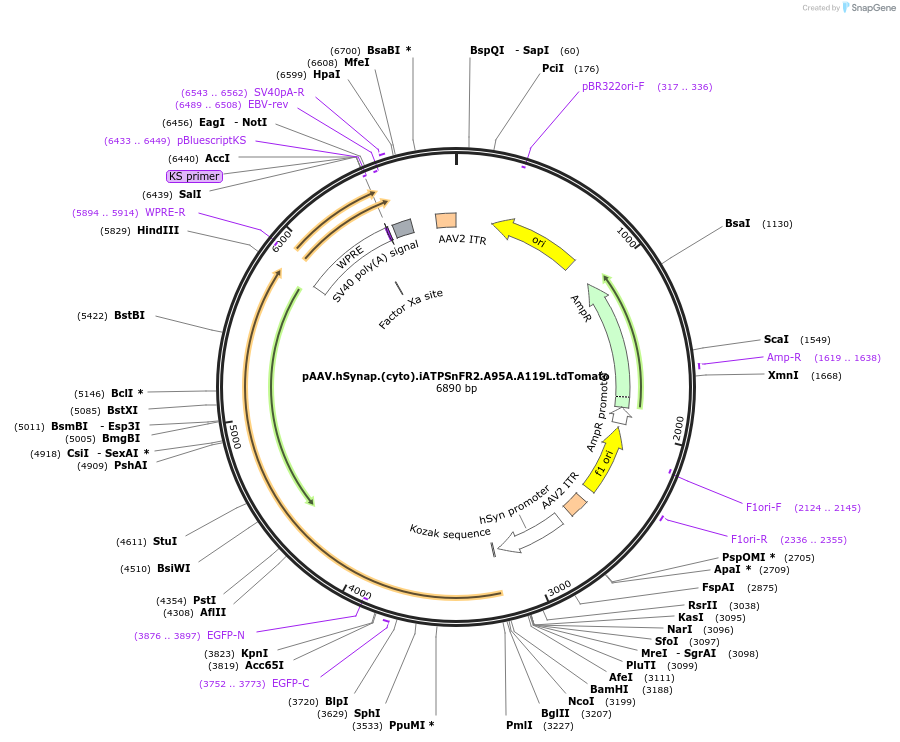 244922-plasmid-map-sequence-id-488647