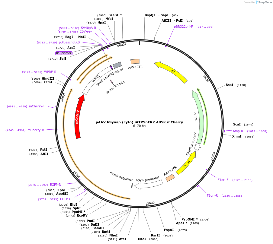 244919-plasmid-map-sequence-id-488649