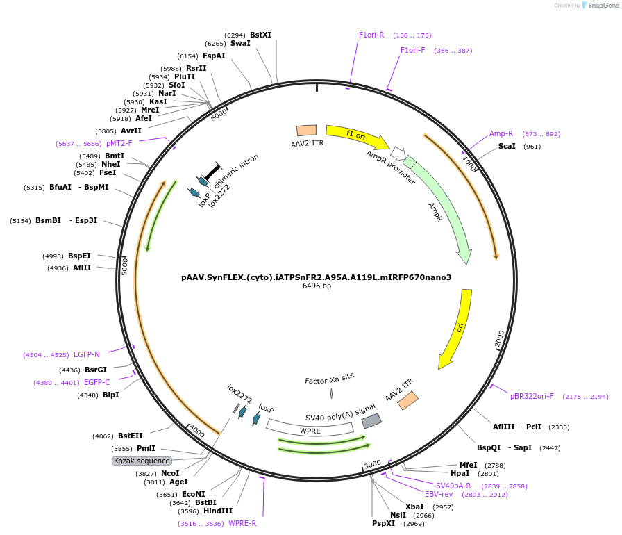 244917-plasmid-map-sequence-id-488650