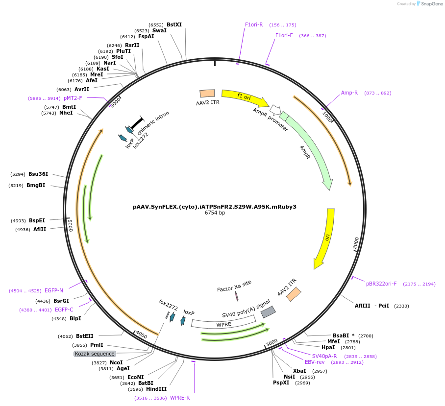 244911-plasmid-map-sequence-id-488654