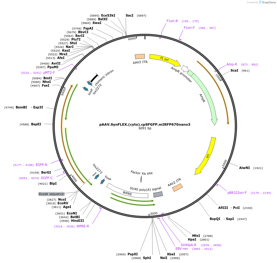 244918-plasmid-map-sequence-id-488656