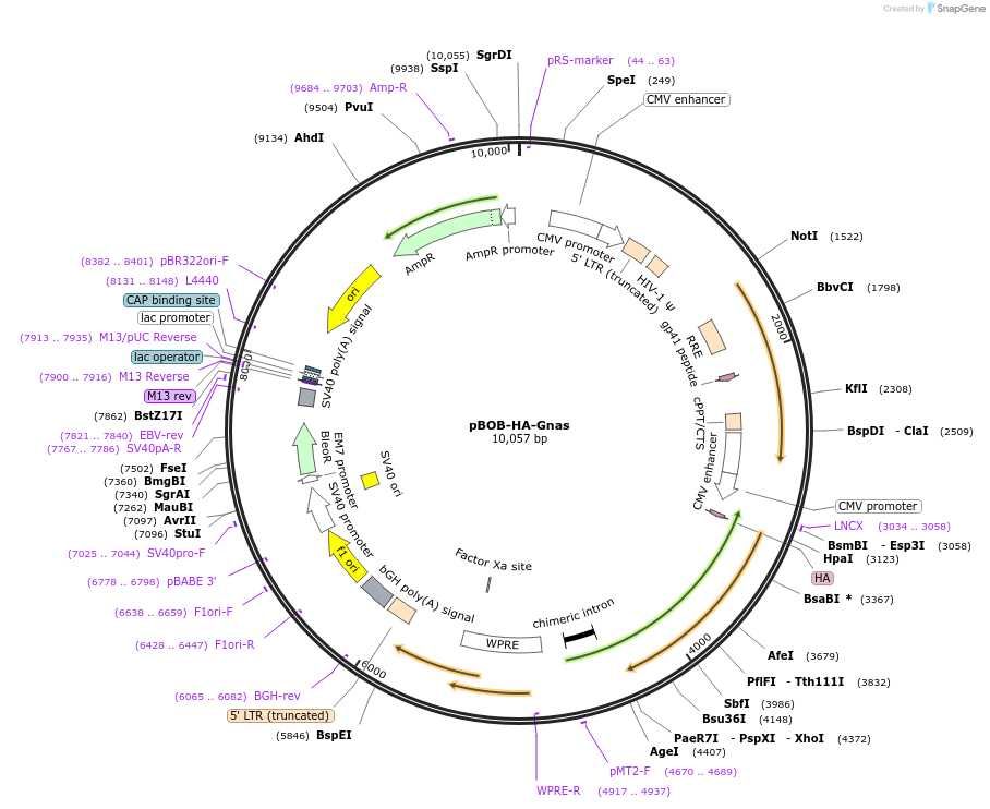 245994-plasmid-map-sequence-id-488657