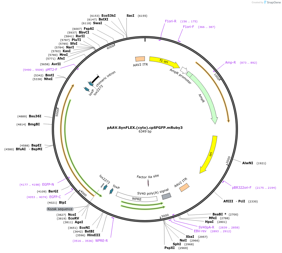 244914-plasmid-map-sequence-id-488659